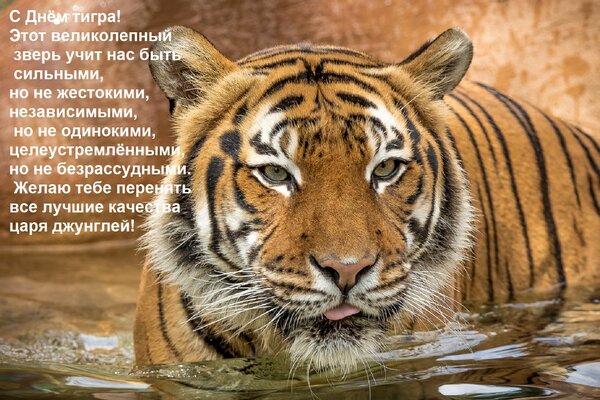 Открытка С Днём тигра! Этот великолепный зверь учит нас быть сильными, но не жестокими, независимыми, но не о