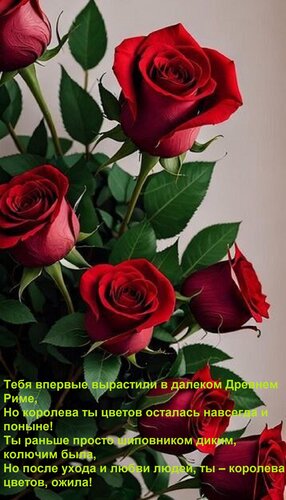 Открытка Тебя впервые вырастили в далеком Древнем Риме, Но королева ты цветов осталась навсегда и поныне! Ты