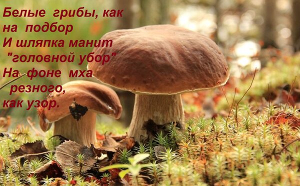 Открытка А белые грибы, как на подбор и шляпка манит головной убор на фоне мха резного, как узор.