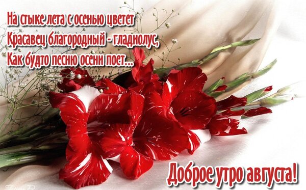 Открытка На стыке лета с осенью цветет красавец благородный - гладиолус, как будто песню осени поет.