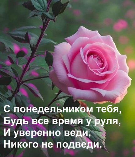 Открытка С понедельником тебя, Будь все время у руля, И уверенно веди, Никого не подведи.