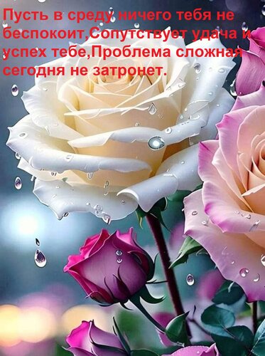 Открытка Пусть в среду ничего тебя не беспокоит, сопутствует удача и успех тебе. Проблема сложная сегодня не затронет.