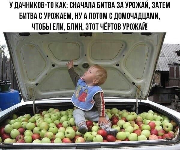 Открытка Как у дачников