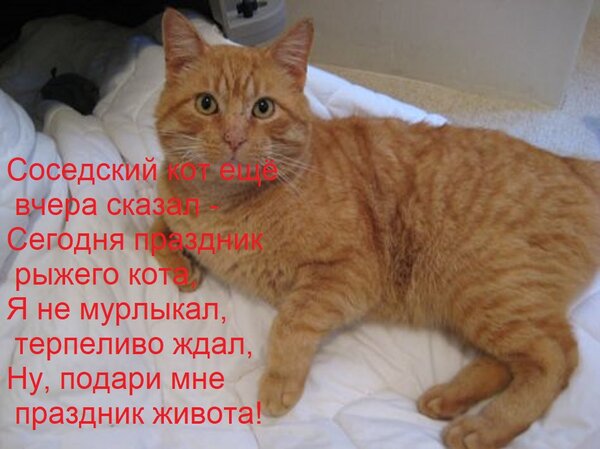 Открытка Соседский кот ещё вчера сказал - Сегодня праздник рыжего кота, Я не мурлыкал, терпеливо ждал, Ну, по