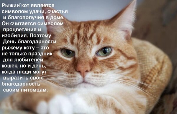 Открытка Рыжий кот является символом удачи, счастья и благополучия в доме. Он считается символом процветания