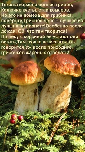 Открытка Тяжела корзина полная грибов, колючие кусты, стаи комаров, но это не помеха для грибника, поверьте...