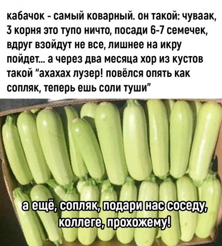 Открытка Кабачок самый коварный