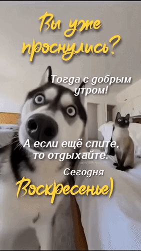 Анимированная открытка Вы уже проснулись? Тогда с добрым утром! А если ещё спите, то отдыхайте. Сегодня воскресенье)