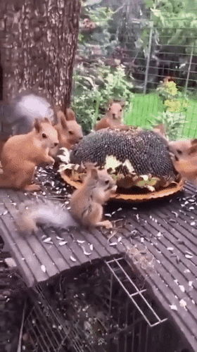 Анимированная открытка Доброе утро!