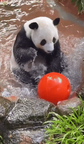 Анимированная открытка Нет текста