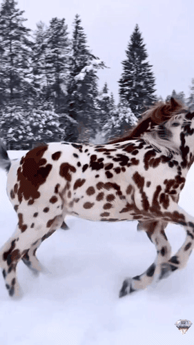 Анимированная открытка Нет текста