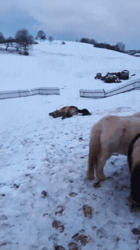 Анимированная открытка Нет текста