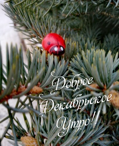 Открытка Доброе декабрьское утро