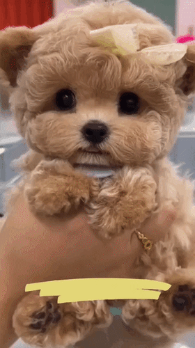 Анимированная открытка Доброе утро! Вот так сидишь, ждёшь чуда, а приходит - Понедельник!