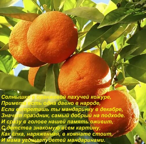 Открытка Солнышко в оранжевой пахучей кожуре, Примета есть одна давно в народе, Если встретишь ты мандаринку