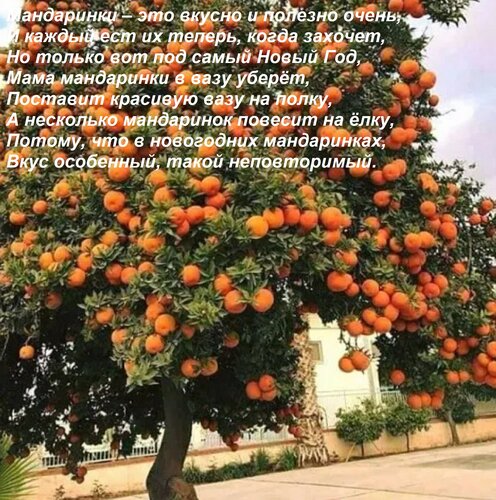 Открытка Мандаринки – это вкусно и полезно очень, И каждый ест их теперь, когда захочет, Но только вот под са