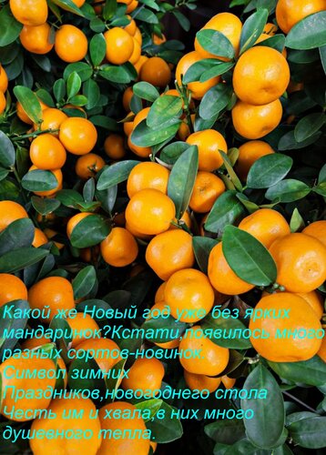 Открытка Какой же Новый год уже без ярких мандаринок? Кстати, появилось много разных сортов-новинок. Символ зи