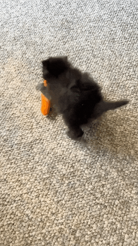 Анимированная открытка Нет текста