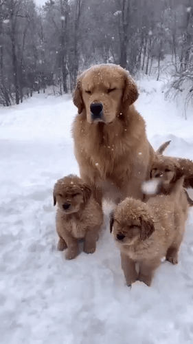 Анимированная открытка нет текста