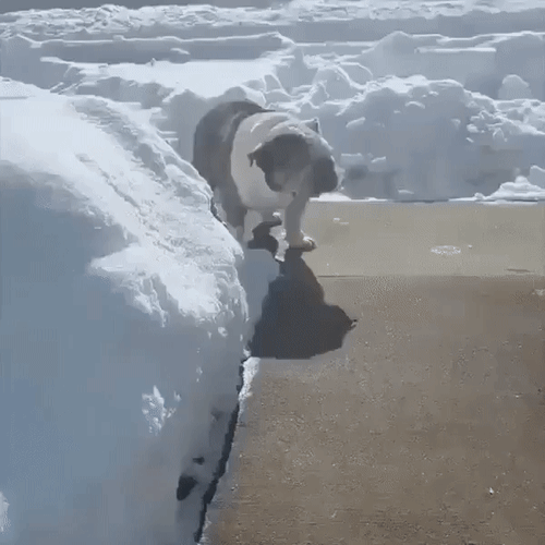 Анимированная открытка нет текста