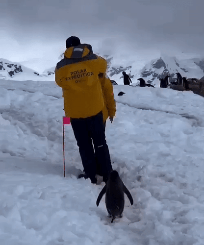 Анимированная открытка нет текста