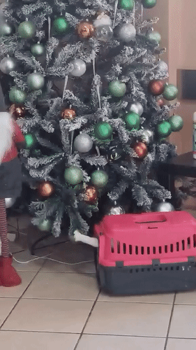 Анимированная открытка нет текста