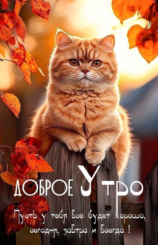 Открытка Доброе утро. Пусть у тебя всё будет хорошо ...