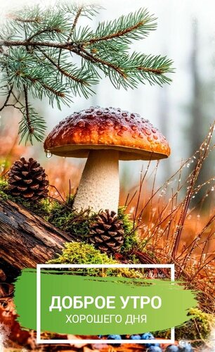 Открытка Доброе утро. Хорошего дня