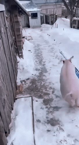 Анимированная открытка нет текста