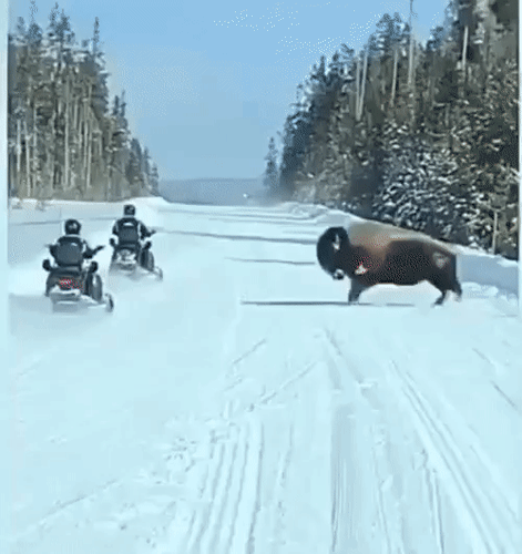 Анимированная открытка нет текста