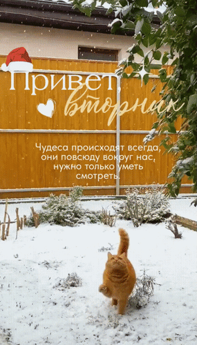 Анимированная открытка Привет, вторник. Чудеса происходят всегда, они повсюду вокруг нас, нужно только уметь смотреть.