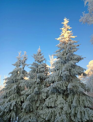 Открытка Чудесного зимнего утра!