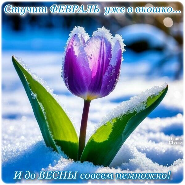 Открытка СТУЧИТ ФЕВРАЛЬ УЖЕ В ОКОШКО...