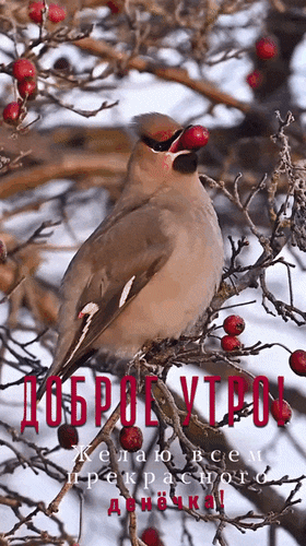 Анимированная открытка Доброе утро! Желаю всем прекрасного денёчка!