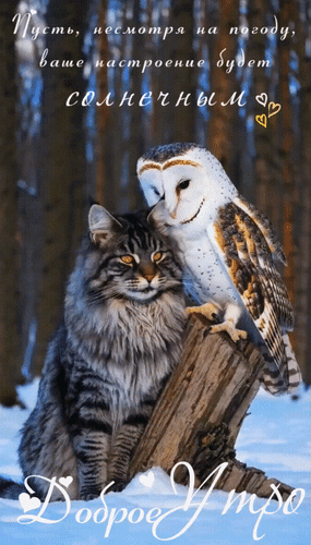 Анимированная открытка Доброе утро! Пусть, несмотря на погоду, ваше настроение будет солнечным.