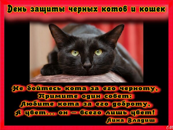 Открытка День котов