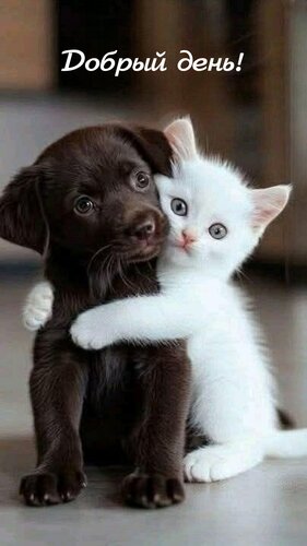 Открытка Добрый день!