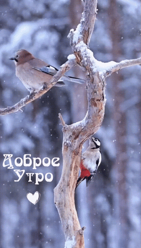 Анимированная открытка Доброе утро!