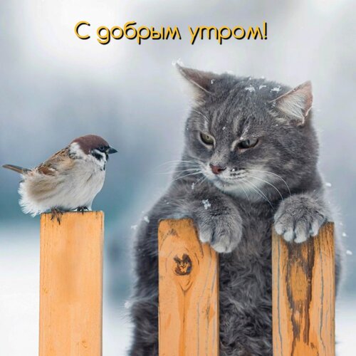 Открытка С добрым утром!
