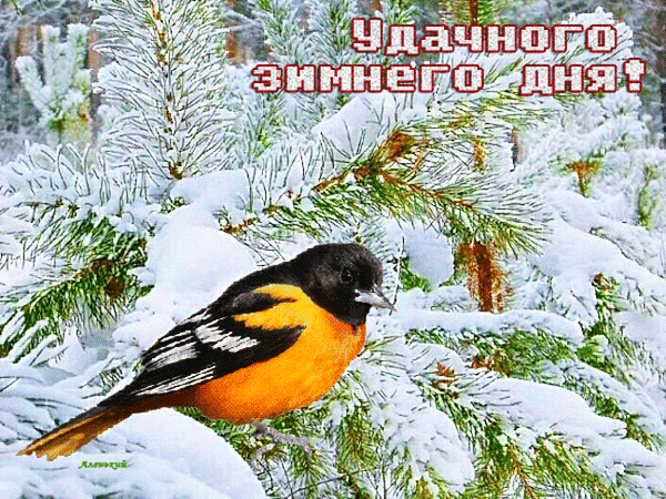 Анимированная открытка Удачного зимнего дня!