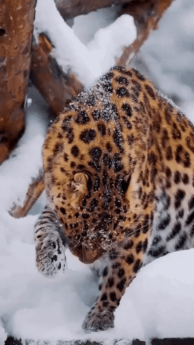 Анимированная открытка нет текста