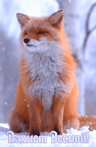 Анимированная открытка Пахнет Весной!