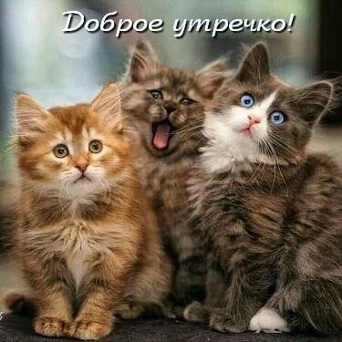 Открытка Доброе утречко!