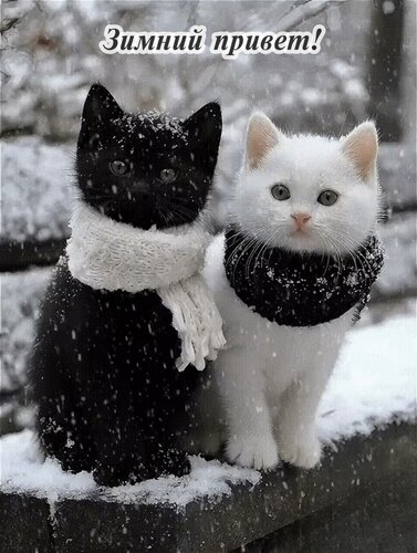 Открытка Зимний привет!
