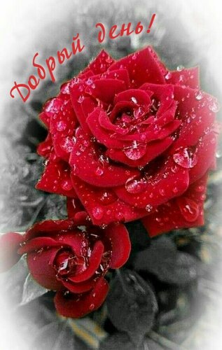 Открытка Добрый день!