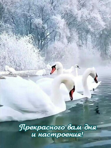 Открытка Прекрасного вам дня и настроения!