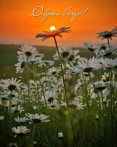 Открытка Добрый вечер!