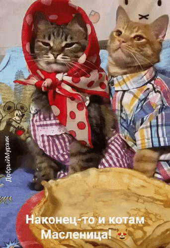 Анимированная открытка Наконец-то и котам Масленица!