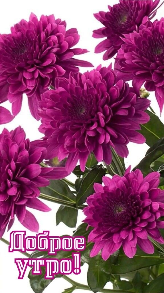 Открытка Доброе утро!