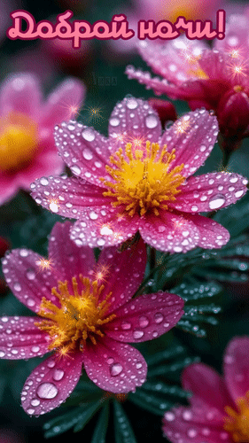 Анимированная открытка Доброй ночи! Волшебных снов!